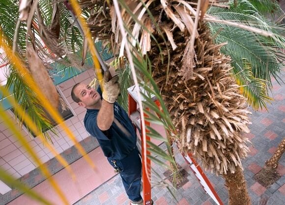 Michael Graham gives a summer trim to a palm tree in the Larson residence hall.