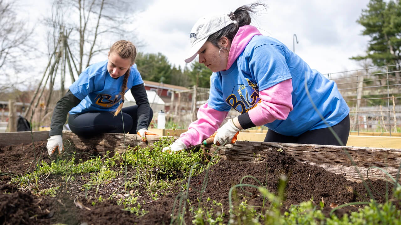 Two students wear gardening gloves and dig in a garden bed during Big Event