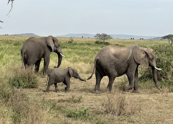 Three elephants walking in the grass