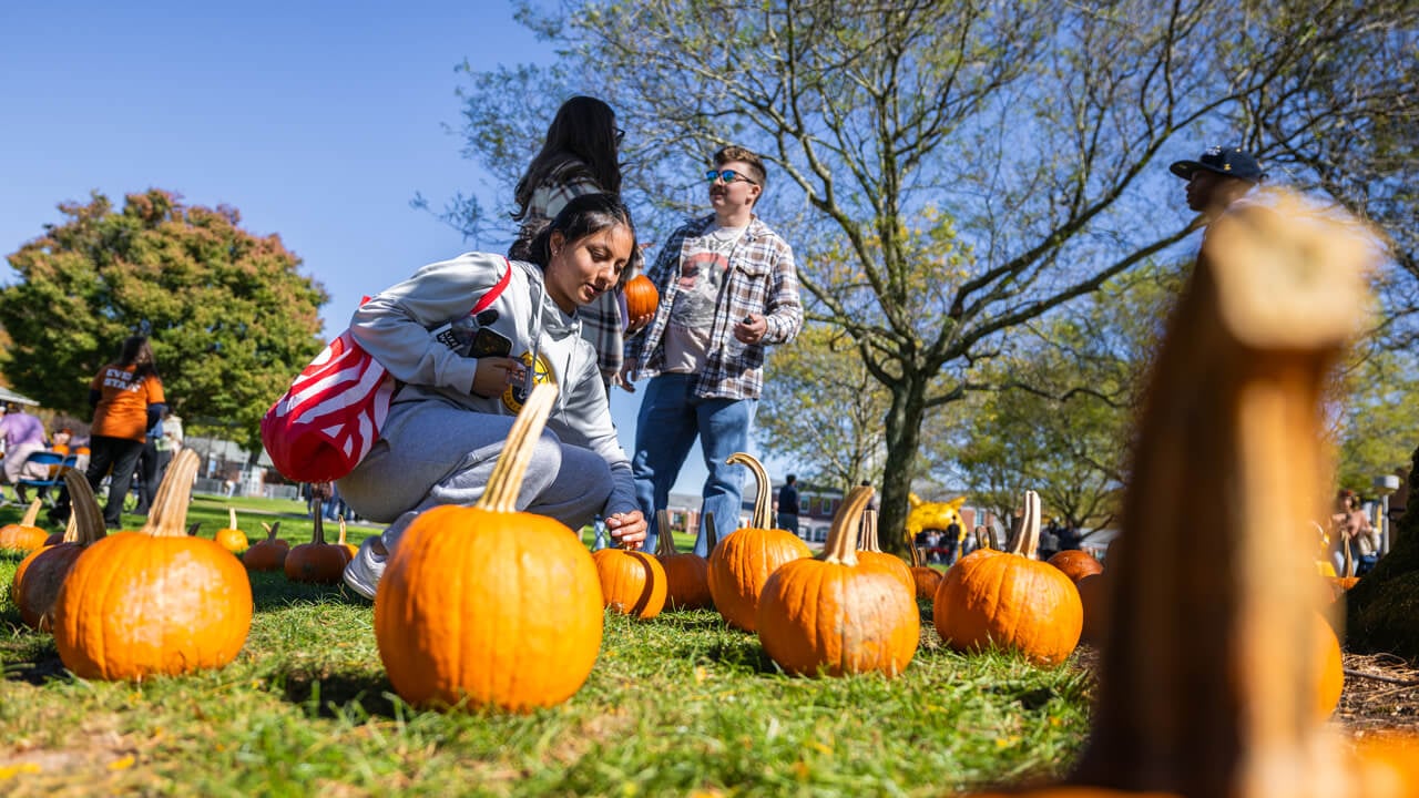 A person looks at pumpkins