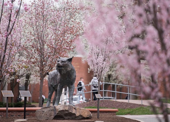 Bobcat status surrounded by trees with pink flowers